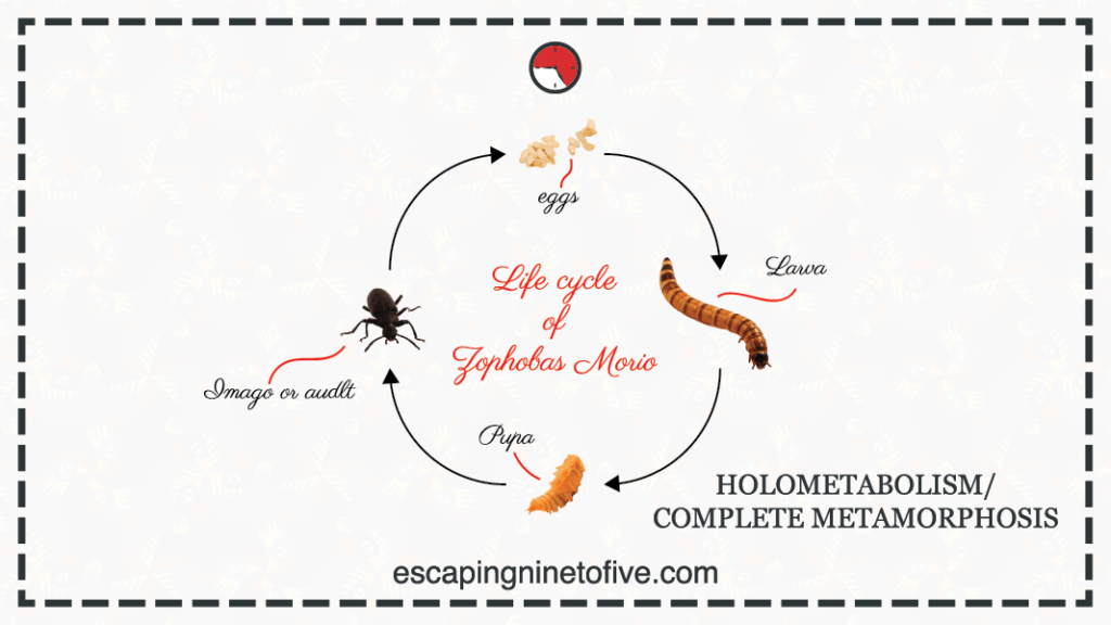 holometabolism-complete-metamorphosis