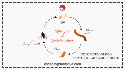 holometabolism-complete-metamorphosis